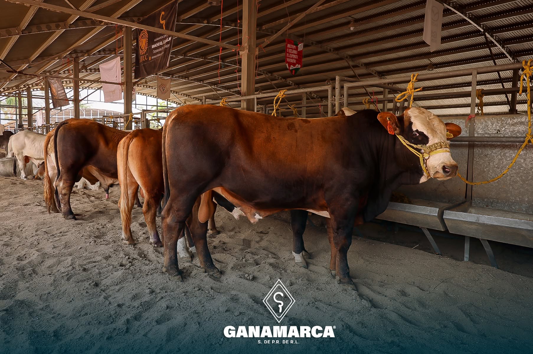 Ganado