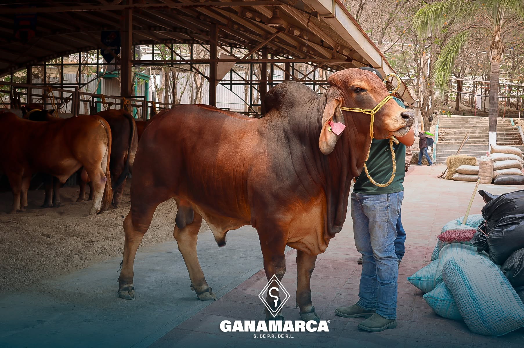 Ganado