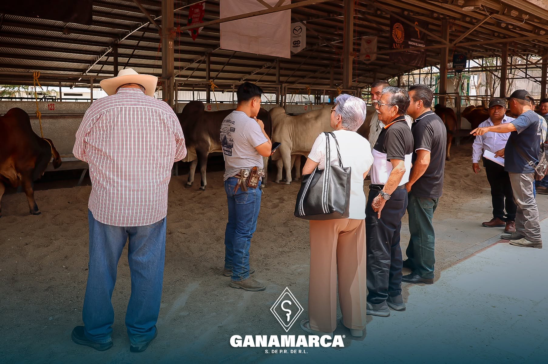 Toros Reproductores